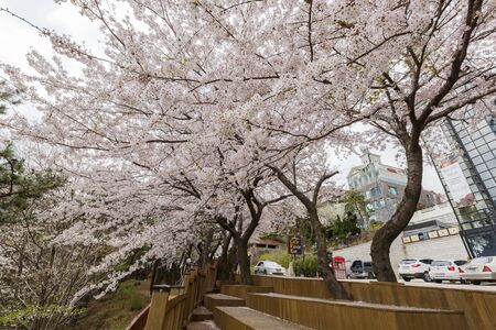 Busan, APR 4: Cherry tree blossom in the famous Haeundae District on APR 4, 2014 at Busan, South Koreaのeditorial素材