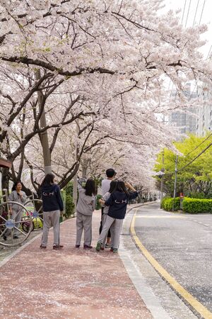 Busan, APR 2: High school student is doing a field trip with cherry tree blossom on APR 2, 2014 at Busan, South Koreaのeditorial素材