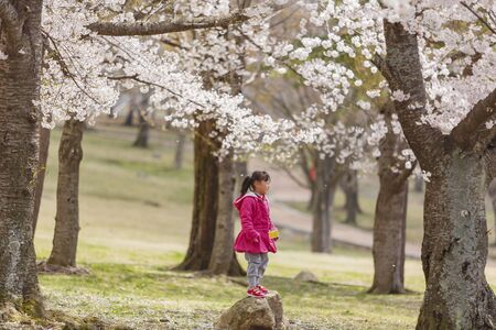 Busan, APR 4: Kid having a field trip in the famous Bulguksa temple on APR 4, 2014 at Busan, South Koreaのeditorial素材