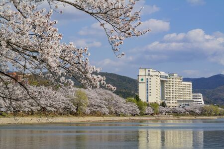 Busan, APR 4: Beautiful cherry tree blossom around the famous Bomun Lake on APR 4, 2014 at Busan, South Koreaのeditorial素材