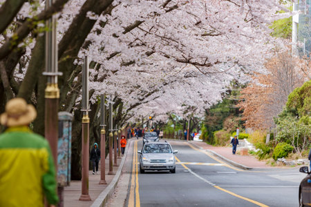 Busan, APR 4: Cherry tree blossom in the famous Haeundae District on APR 4, 2014 at Busan, South Koreaのeditorial素材