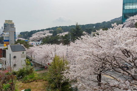 Busan, APR 2: Beautiful cherry tree blossom in Geumgang Park on APR 2, 2014 at Busan, South Koreaのeditorial素材