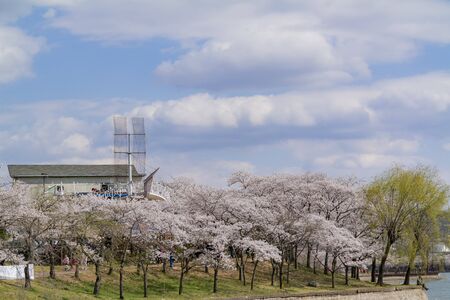 Busan, APR 4: Beautiful cherry tree blossom around the famous Bomun Lake on APR 4, 2014 at Busan, South Koreaのeditorial素材