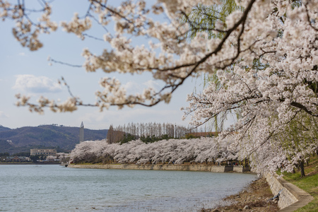 Beautiful cherry tree blossom around the famous Bomun Lake at Busan, South Koreaのeditorial素材