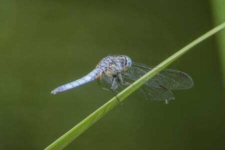 Close up shot of a blue dragonfly resting at Los Angeles, Californiaの写真素材