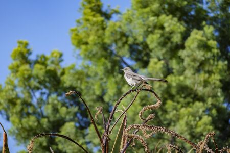 Northern Mockingbird standing on a bloom aloe at Los Angeles, Californiaの写真素材