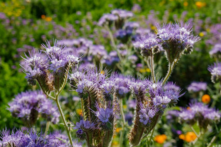 Close up shot of Phacelia tanacetifolia blossom at Los Angeles, California