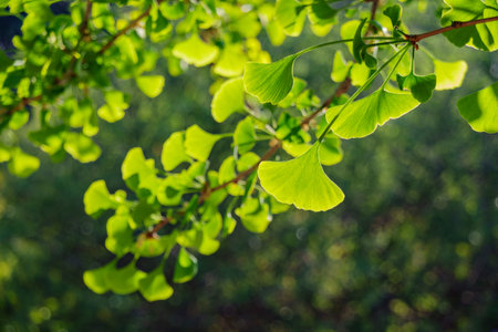 Close up shot of ginkgo biloba leaves under backlight at Los Angeles, California