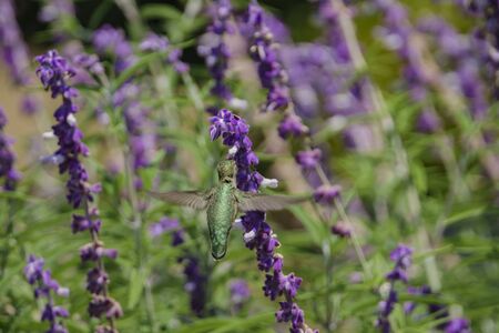 Magnificent hummingbird eating along the Salvia officinalis flowers, Los Angelesの写真素材