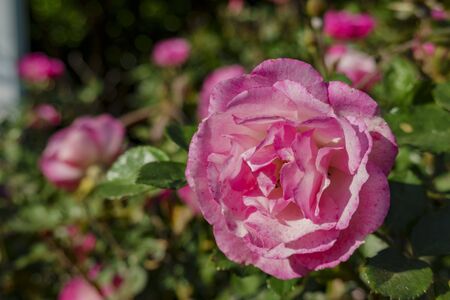 Close up shot of beautiful rose blossom in a garden at Los Angeles, Californiaの写真素材
