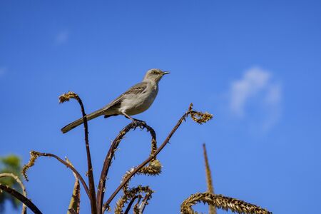 Northern Mockingbird standing on a bloom aloe at Los Angeles, Californiaの写真素材