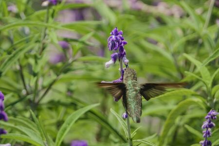Magnificent hummingbird eating along the Salvia officinalis flowers, Los Angelesの写真素材