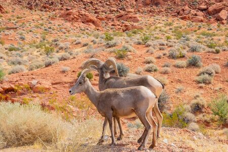 Bighorn sheep walking around in the Valley of Fire State Park at Nevadaの写真素材