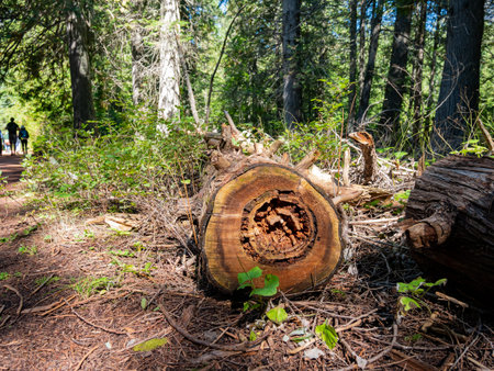 Walking in the Trail of the Avalanche Trail at Glacier National Park, Montana