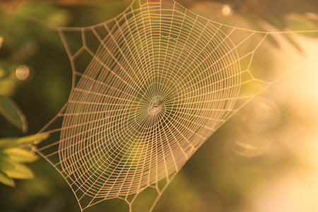Orchard Orbweaver Spider on the web, photo taken in Taiwan