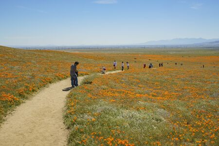 Antelop Valley, APR 2: Wild flowers (Poppy) on APR 2, 2017 at Antelope Valley, Californiaのeditorial素材