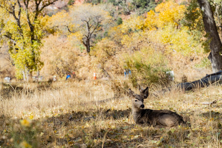 Close up shot of deers in Zion National Park at Utah