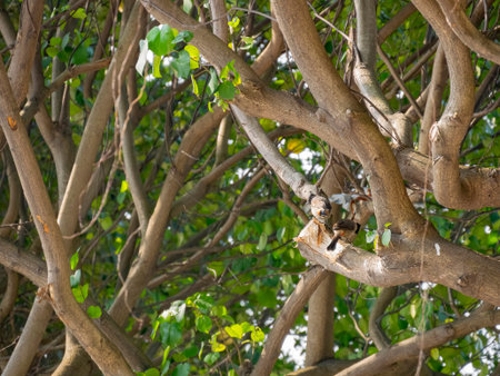 Two Sooty headed bulbul standing on a brunch of a tree at Macau, China