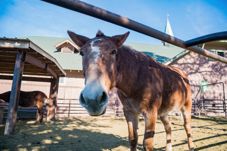 Sunny view of a farm with a horse standing at Grand Canyon National Park