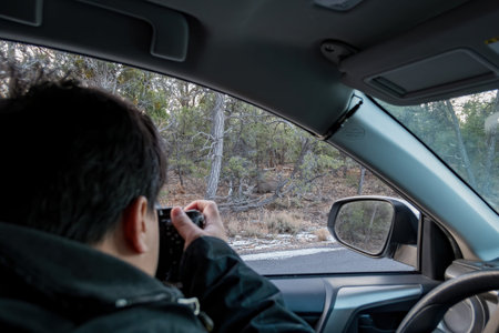 Photographer taking picture of a deer in a car at Grand Canyon National Park, Arizona