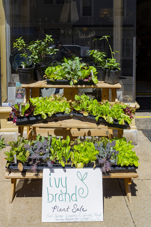 Baltimore, APR 24: Lots of different plants selling on APR 24, 2016 at Baltimore, USAのeditorial素材