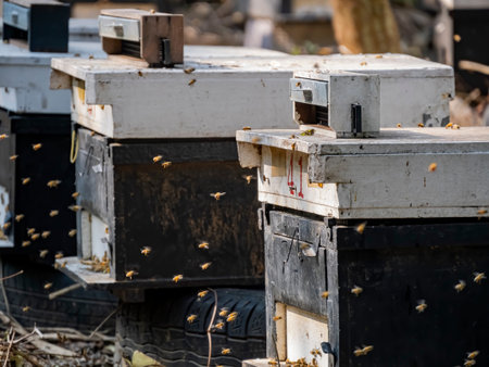 Many bees flying near the black beehive at Yuanli, Taiwan