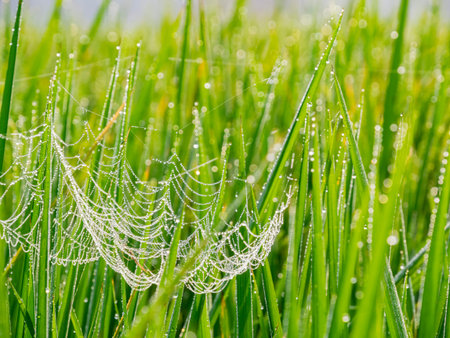 Close up of a spider web with many water drops in beautiful green paddy field at Yunlin, Taiwan