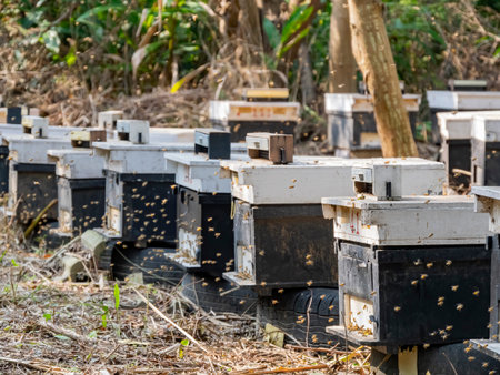 Many bees flying near the black beehive at Yuanli, Taiwan