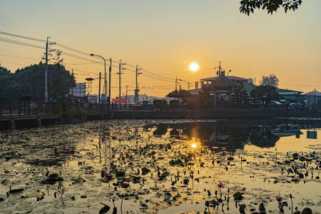 Afternoon sunny view of a water lilies pond at Yunlin, Taiwanのeditorial素材
