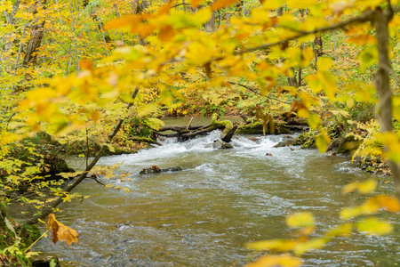 Beautiful fall color of the Oirase Gorge at Aomori, Japan
