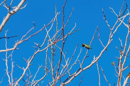 Green hummingbird sitting on a brunch at Las Vegas, Nevadaの写真素材