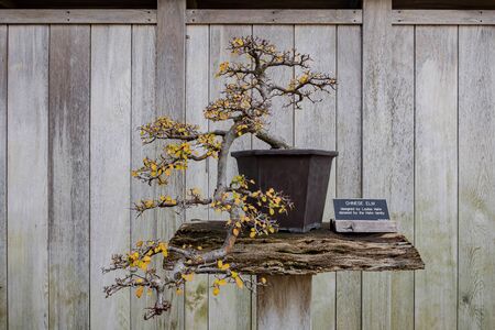 Pasadena, DEC 29: Beautiful Japanese garden of the famous Huntington Library on DEC 29, 2019 at Pasadena, Californiaのeditorial素材