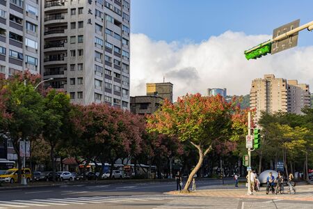 Taipei, OCT 27: Afternoon sunny view of the beautiful Taiwanese rain tree around Tianmu on OCT 27, 2019 at Taipei, Taiwanのeditorial素材
