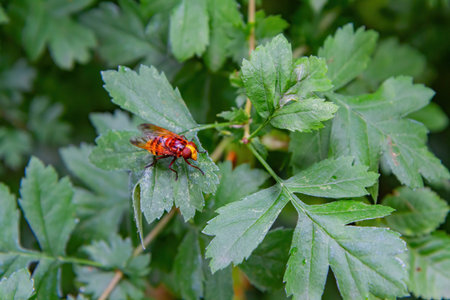 Close up shot of Volucella inanis resting on a leaf at London, United Kingdom