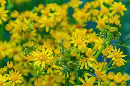 yellow flowers bloomingの写真素材