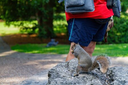 Squirrel asking for food in the Gardens at York, United Kingdomの写真素材