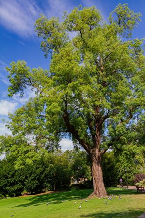 Exterior view of the Gardens at York, United Kingdomの写真素材