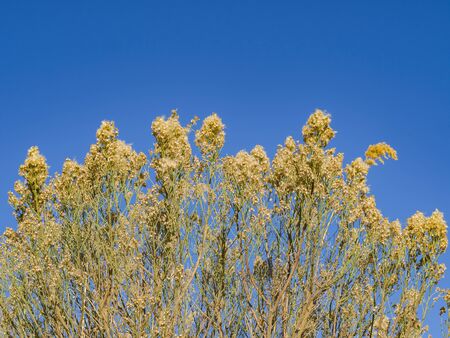 Nature scene of the Wetlands Park at Nevadaの写真素材