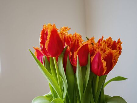 Close up shot of beautiful tulips blossom at home garden, Nevadaの写真素材