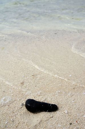 Close up of Sea cucumber on a beach at Palauの写真素材