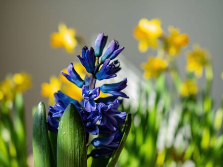 Close up shot of growing a rose plant at Las Vegas, Nevadaの写真素材