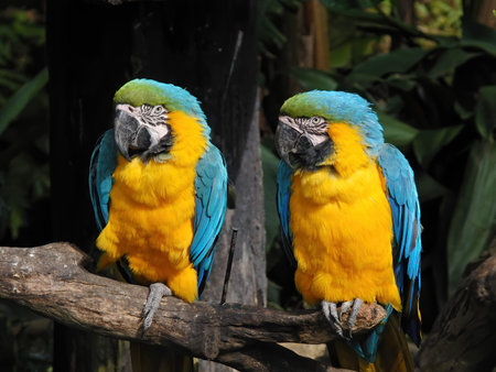 Close up shot of the cute Blue-and-yellow macaw at Hsinchu, Taiwan