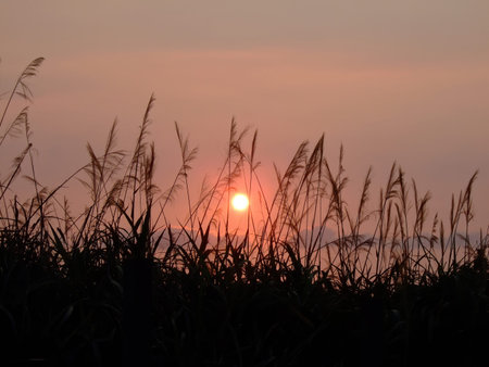 Sunset landscape with some silvergrass at Shimen, Taiwanの写真素材