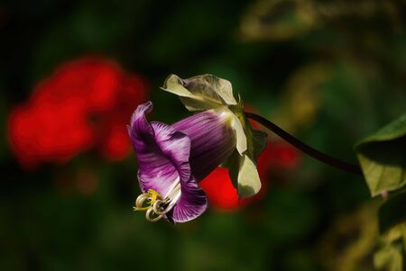 Close up shot of Cobaea scandens blossom at Nantou, Taiwanの写真素材