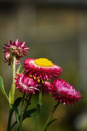 Close up shot of a Strawflower at Nantou, Taiwanの写真素材