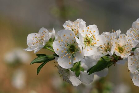 Close up shot of the beautiful plum flower blossom at Nantou, Taiwanの写真素材
