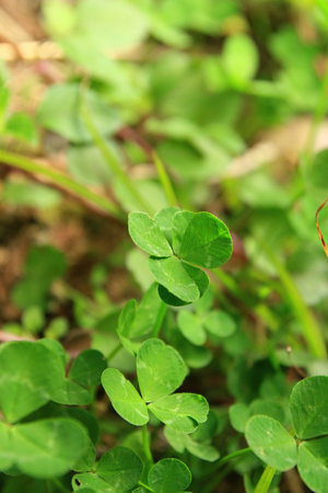 Close up shot of the beautiful Four leaf clover at Nantou, Taiwan