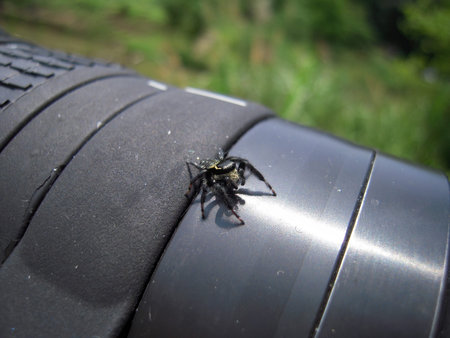Close up shot of Pellenes spider sit on a lens at Taipei, Taiwan
