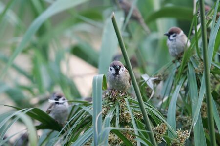 Close up shot of the beautiful Sparrow at Taipei, Taiwanの写真素材