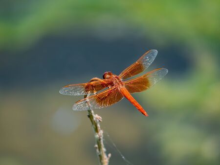 Close up shot of a Flame skimmer at Henderson, Nevadaの写真素材